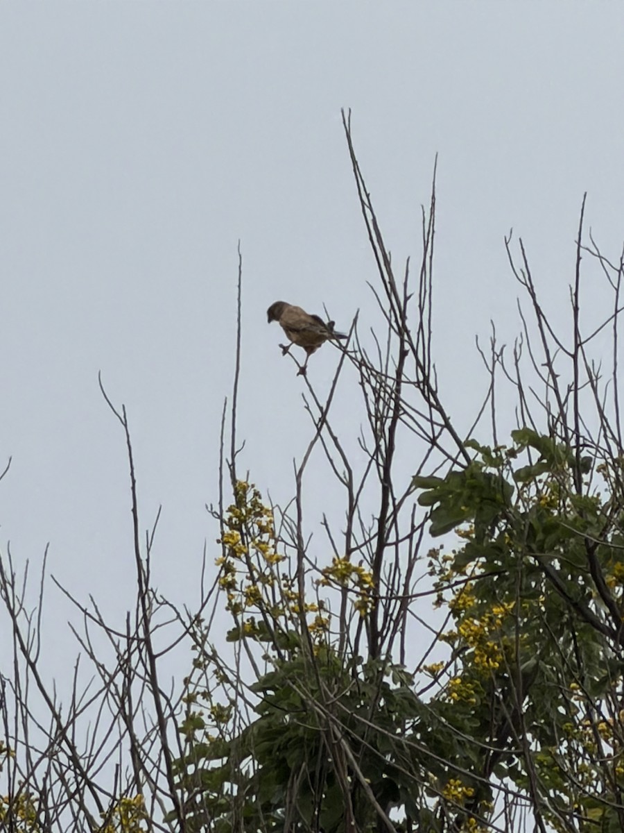 Faucon crécerelle - ML650422496