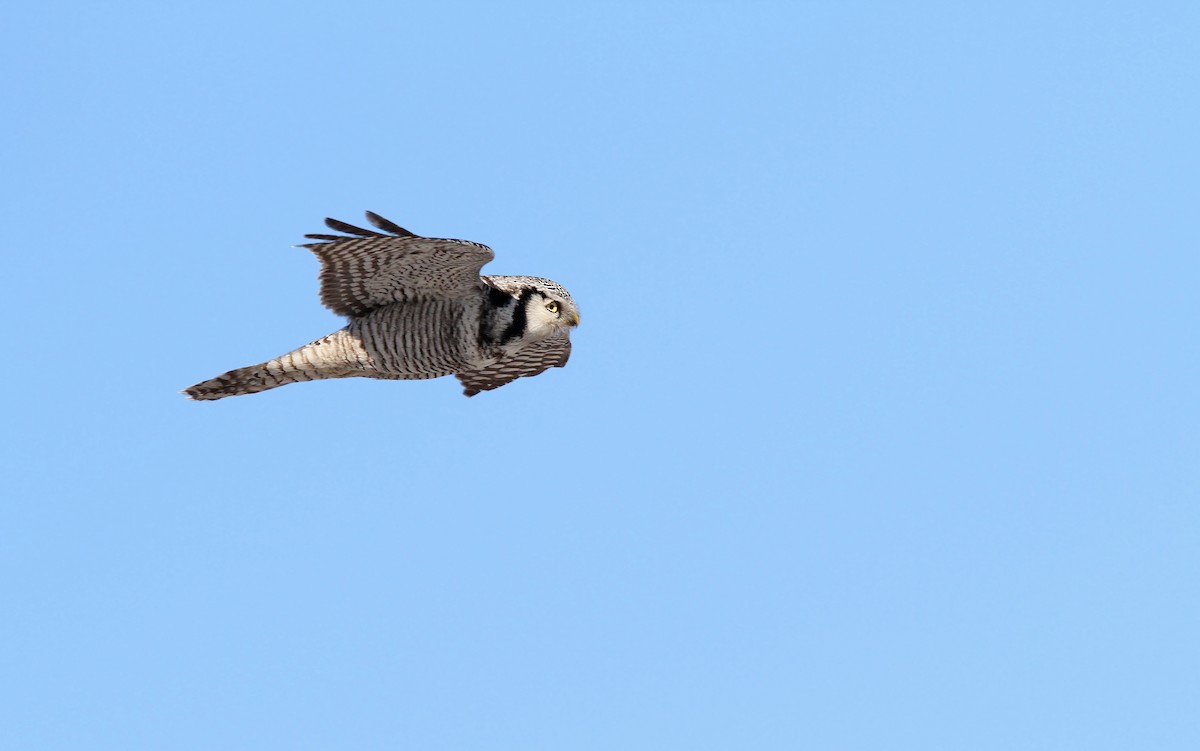 Northern Hawk Owl - Christoph Moning