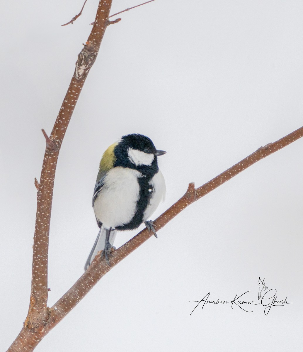 Asian Tit (Japanese) - ML650422936