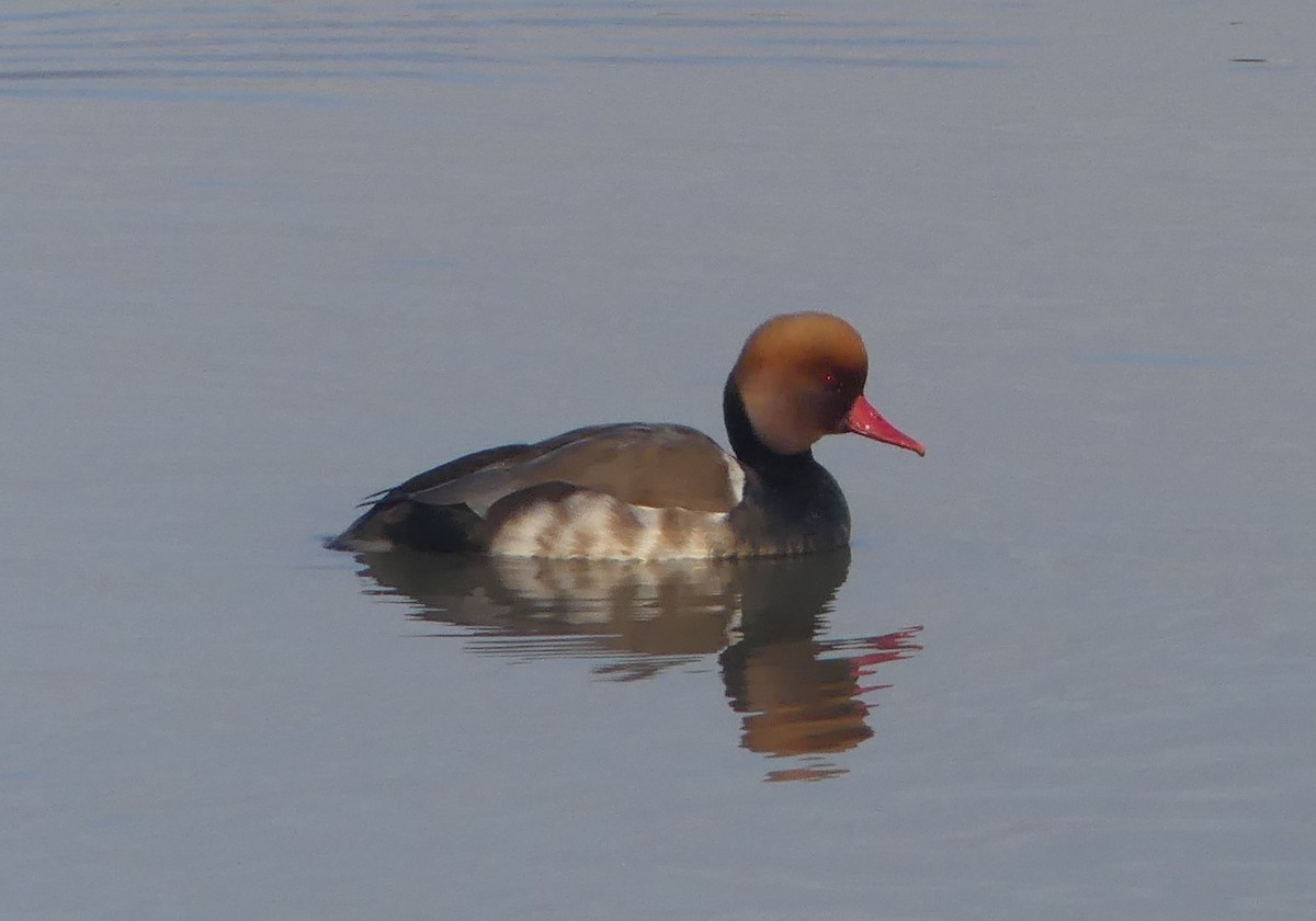 Pato Colorado - ML650423064