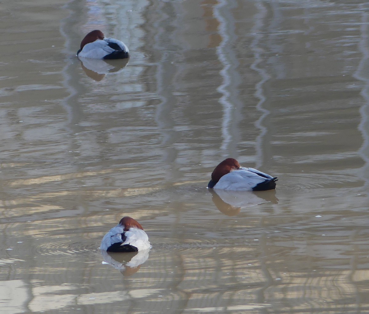 Porrón Europeo - ML650423083