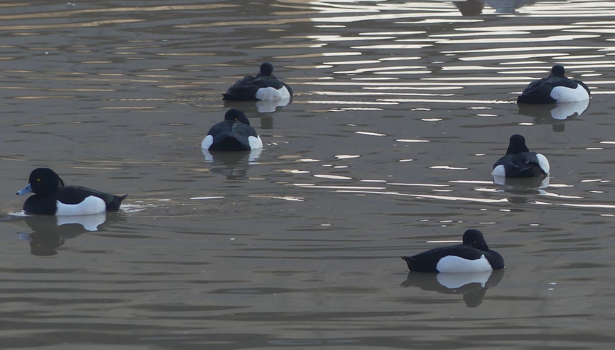 Porrón Moñudo - ML650423086