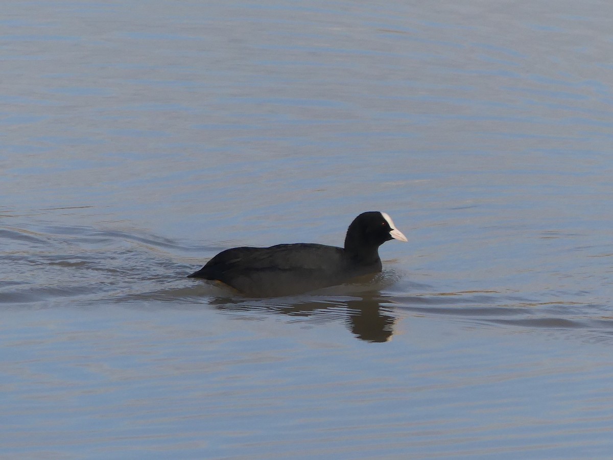 Focha Común - ML650423105