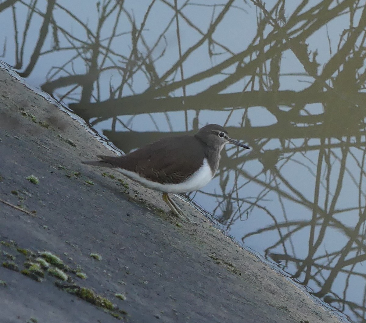 Andarríos Chico - ML650423111