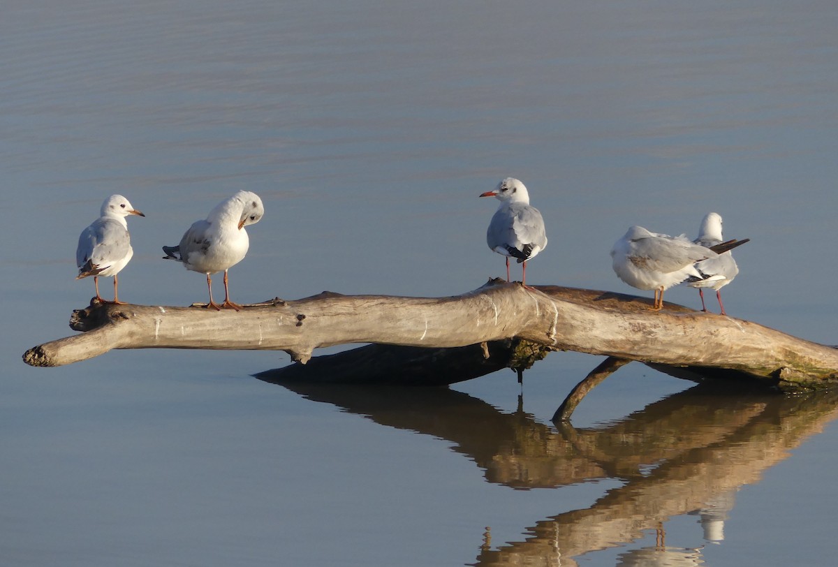 Gaviota Reidora - ML650423124