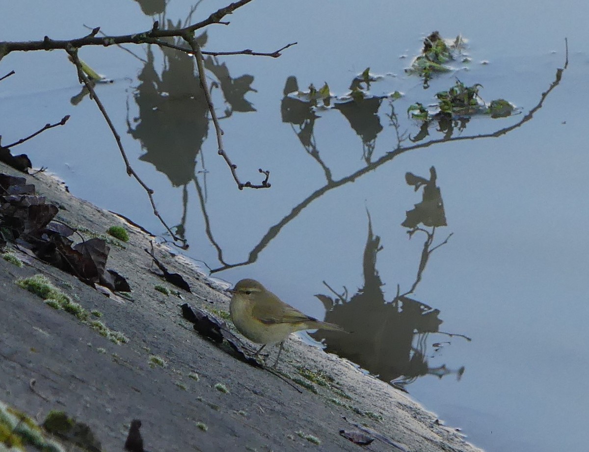 Mosquitero Común - ML650423131