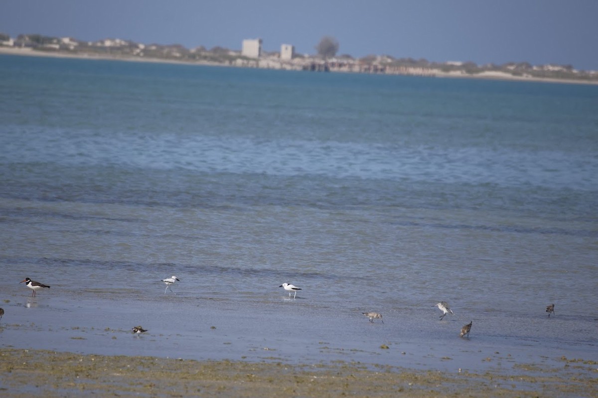 Crab-Plover - ML650423157