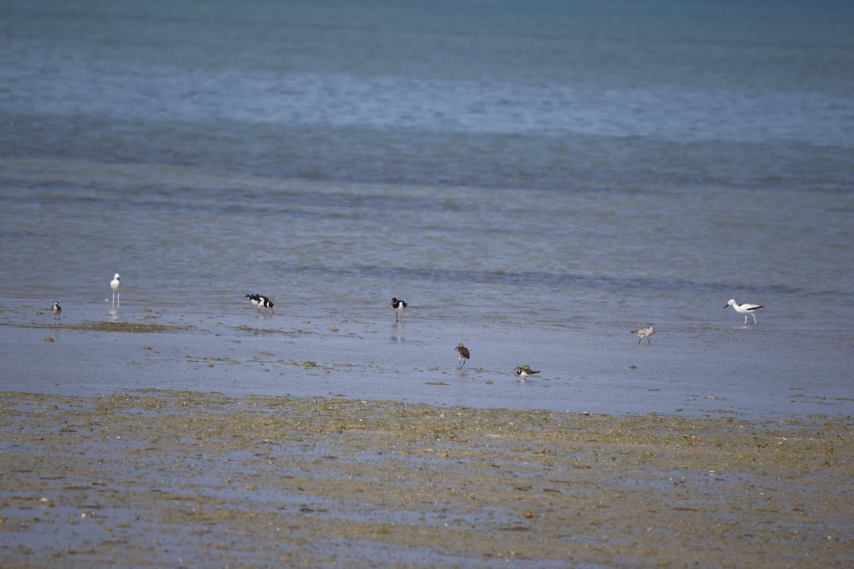 Crab-Plover - ML650423158