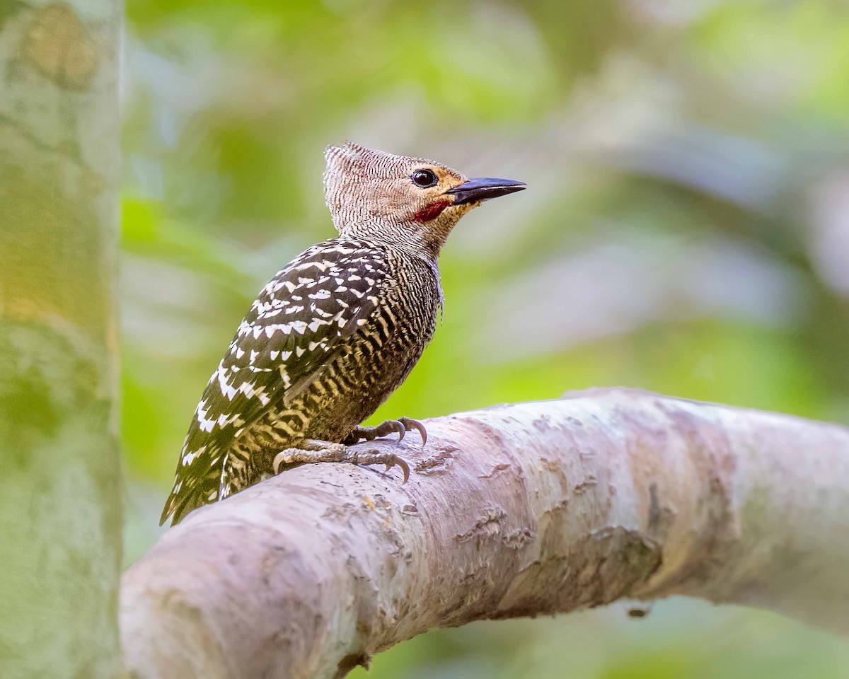 Buff-rumped Woodpecker - ML650423274