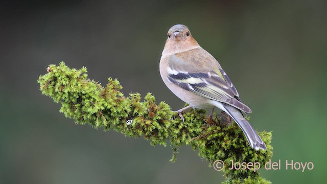 Common Chaffinch - ML650423324