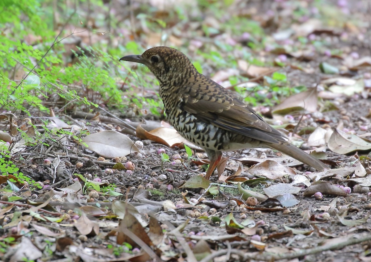 Bassian Thrush - ML65042341