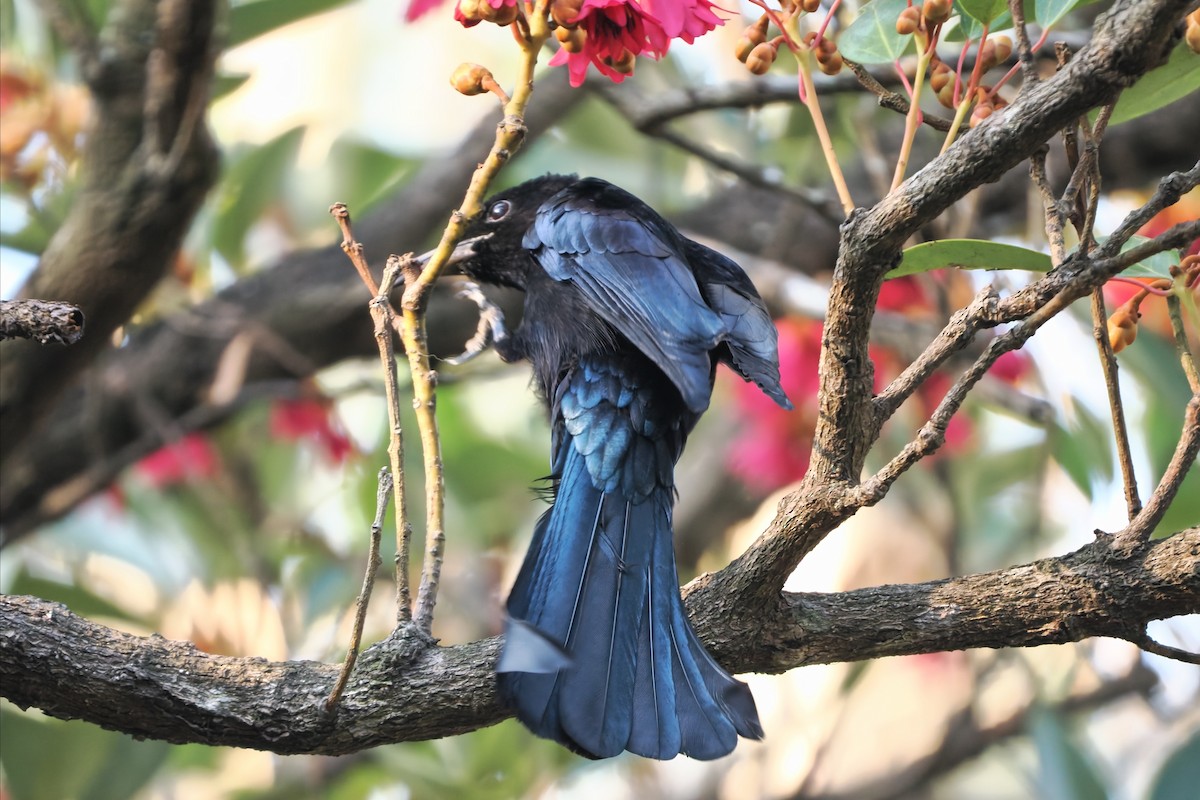 Hair-crested Drongo - ML650423466