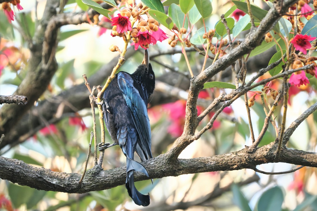 Hair-crested Drongo - ML650423467