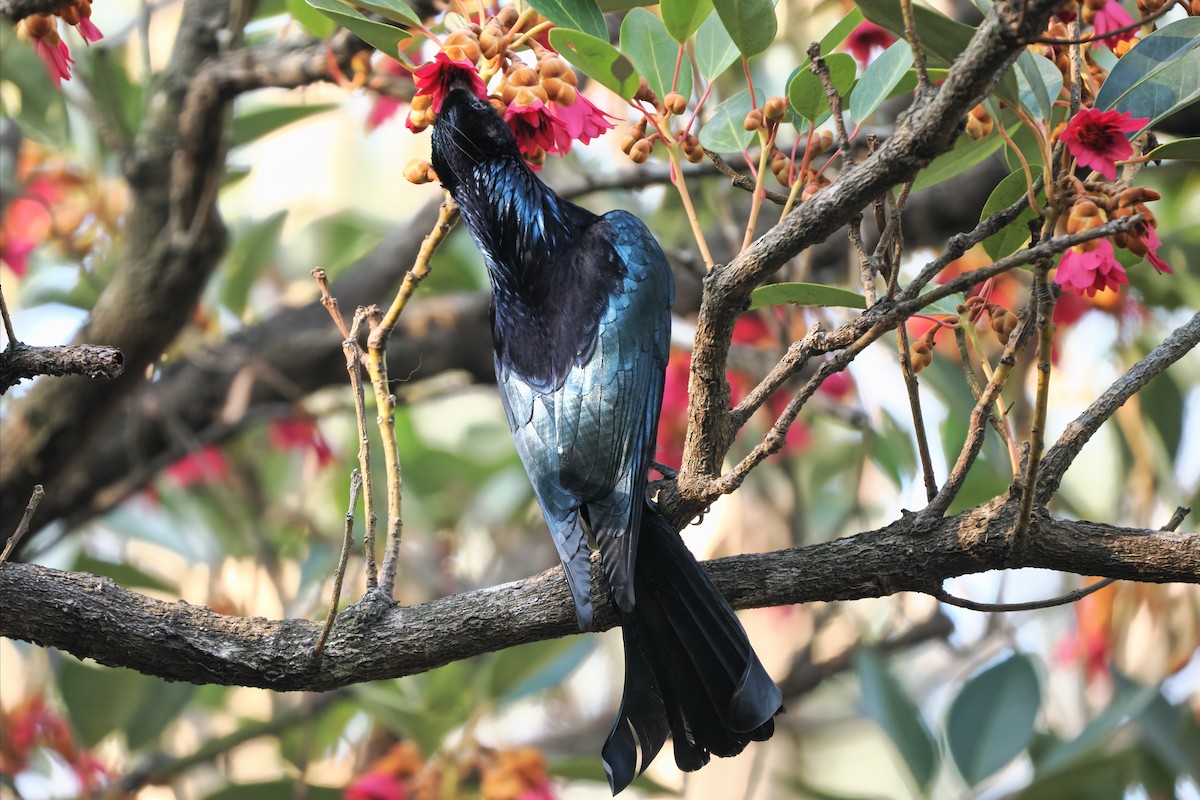 Hair-crested Drongo - ML650423468