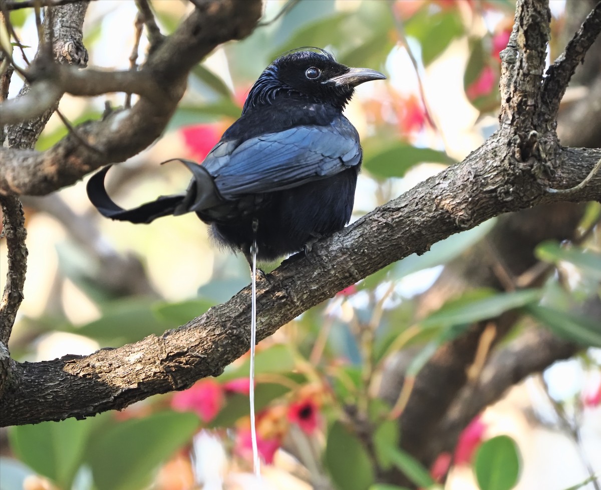 Hair-crested Drongo - ML650423469