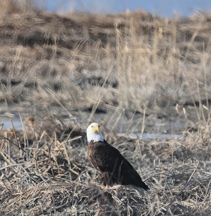 Itsas arrano buruzuria - ML650423603