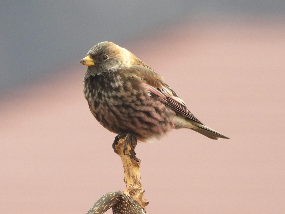 eBird Checklist - 7 Feb 2026 - Suzaka--Ogawara/Yagisawa River, Nagano ...