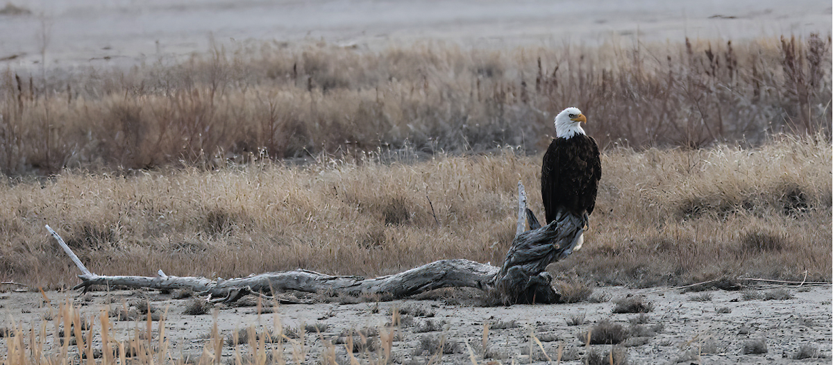 Itsas arrano buruzuria - ML650424004