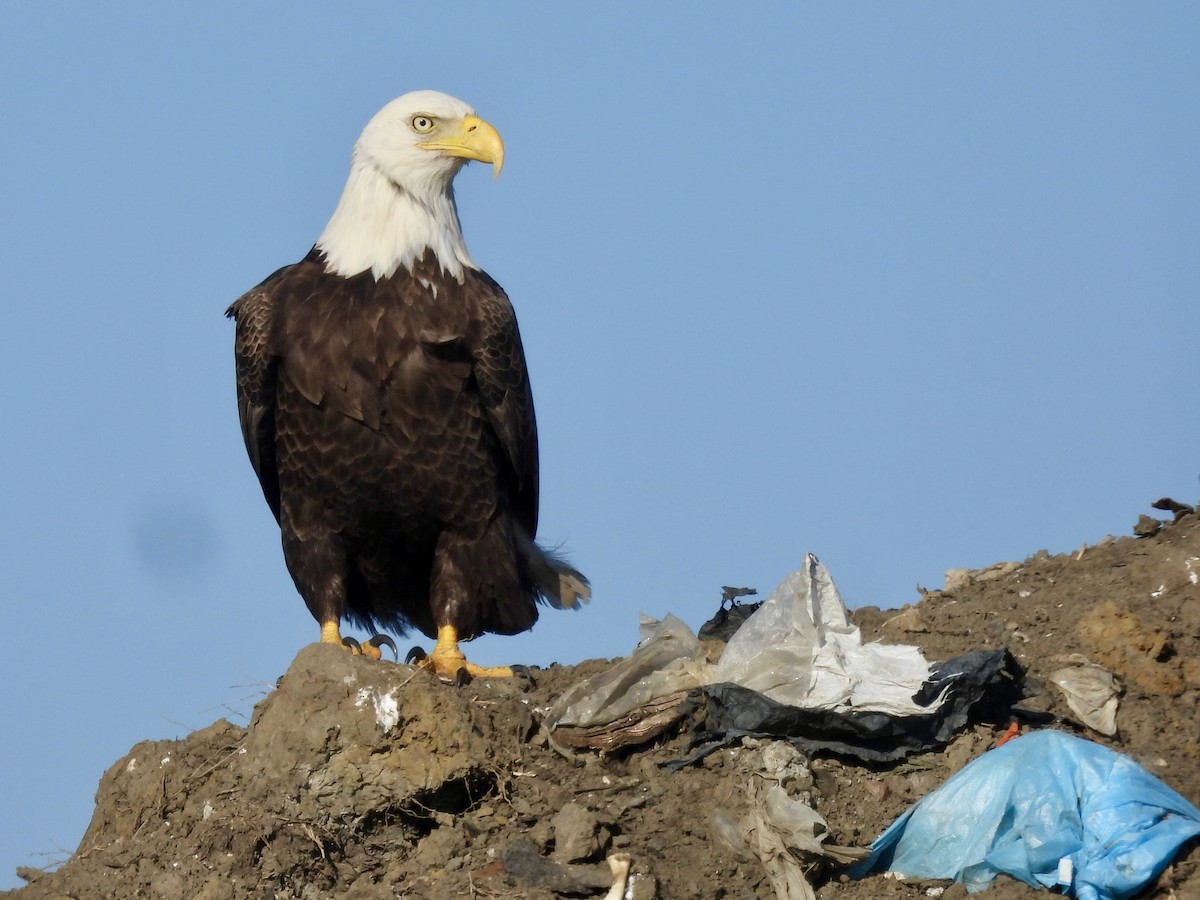 Itsas arrano buruzuria - ML650424197