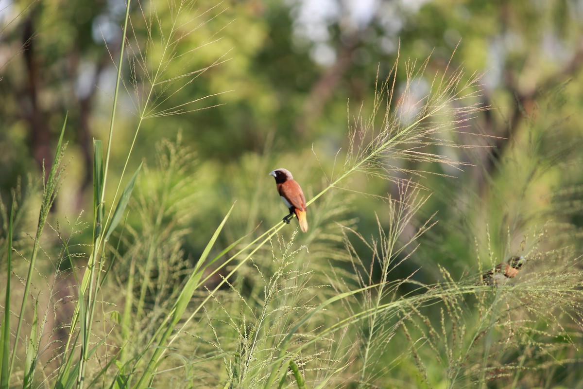 Capuchino Pechicastaño - ML650424234