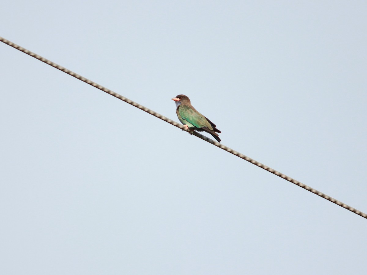 Carraca Oriental - ML650424389