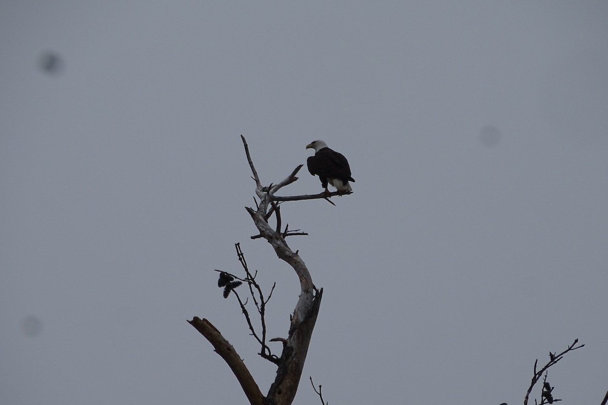 Itsas arrano buruzuria - ML650424445