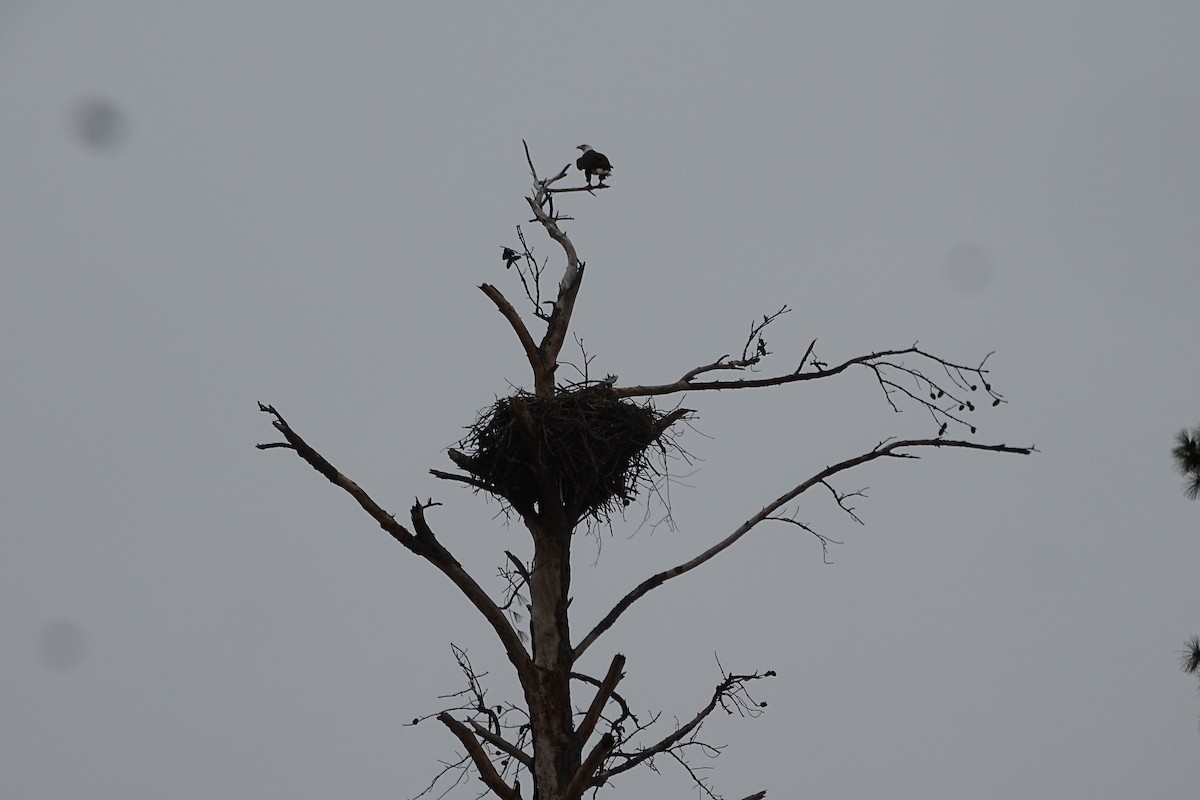 Itsas arrano buruzuria - ML650424446