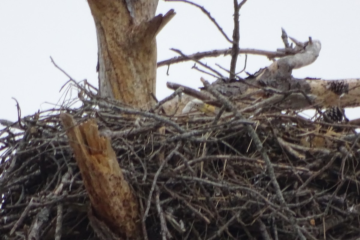 Itsas arrano buruzuria - ML650424447