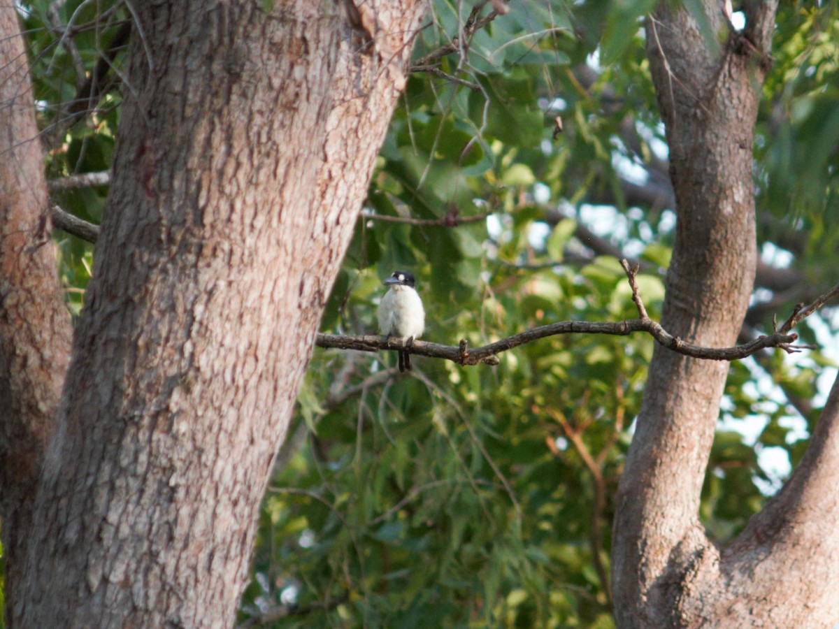 Alción del Macleay - ML650424622