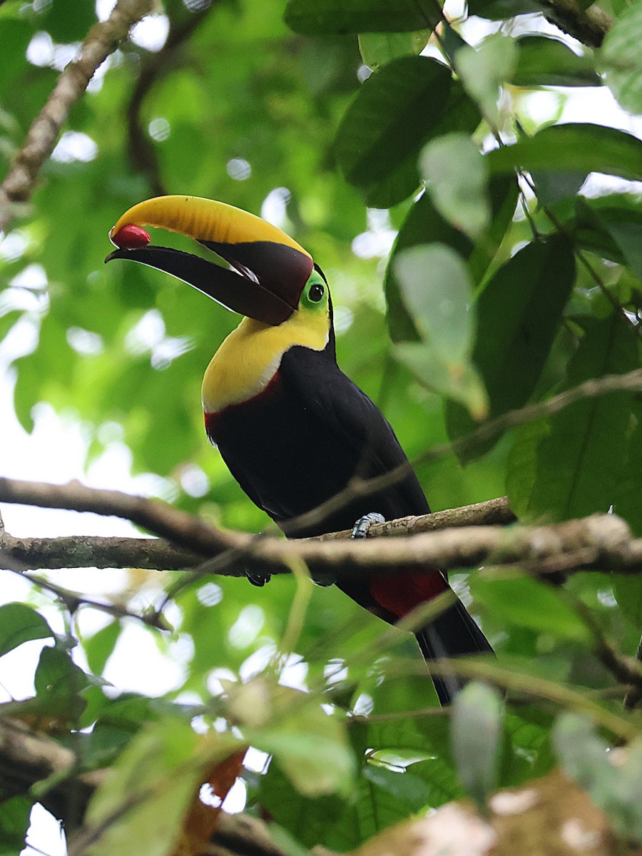 Yellow-throated Toucan - ML650424624