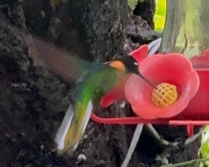 Gould's Inca - ML650424666