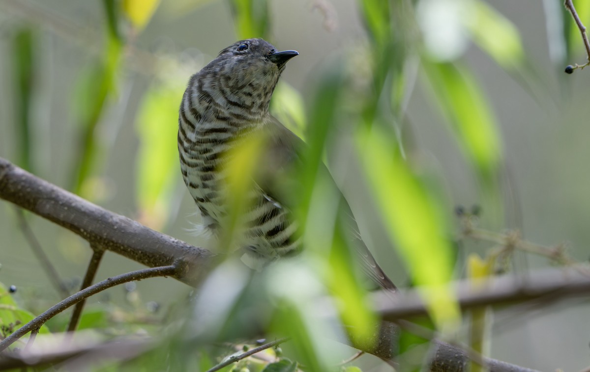 Shining Bronze-Cuckoo - ML650424705