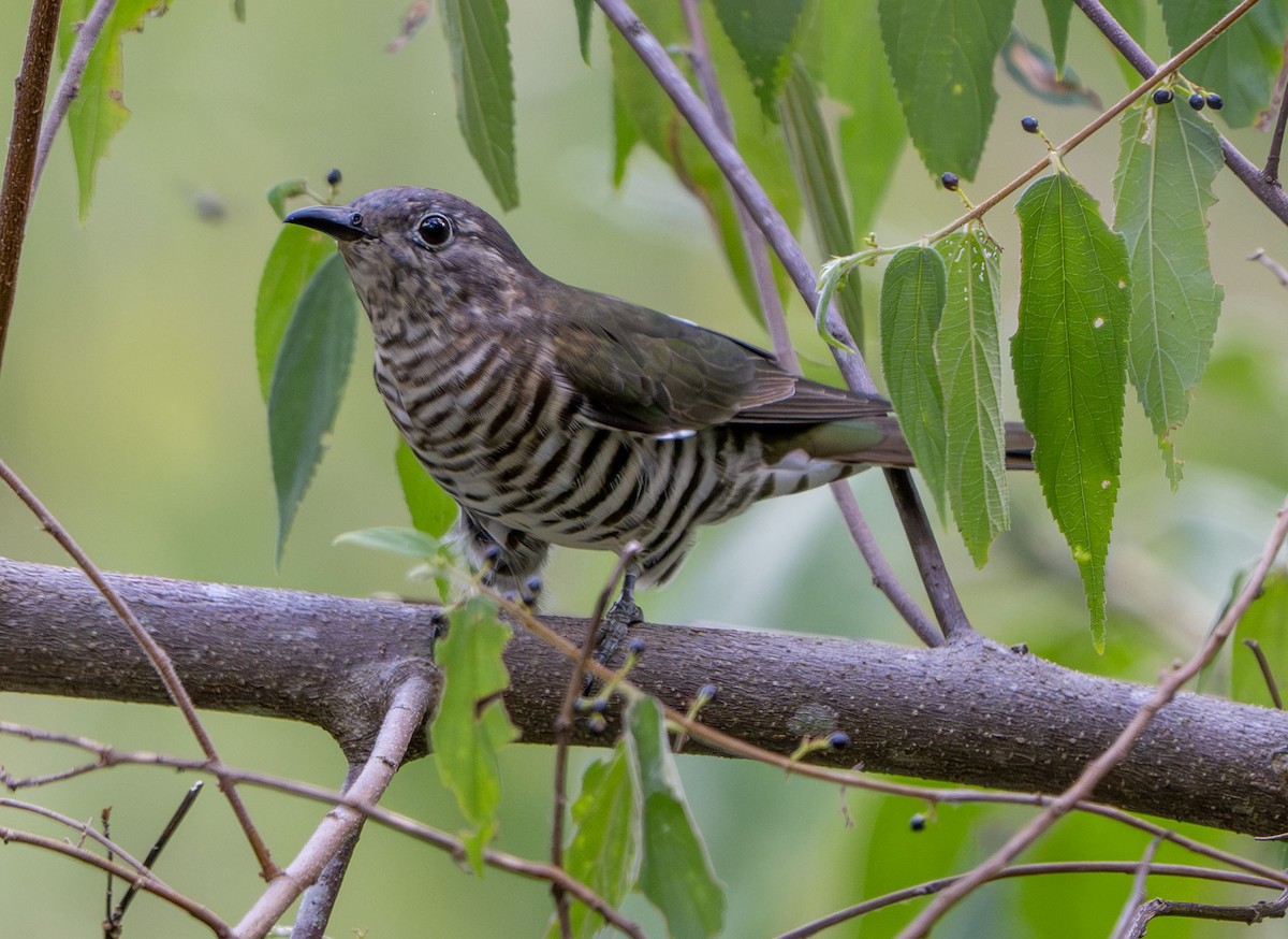 Shining Bronze-Cuckoo - ML650424706