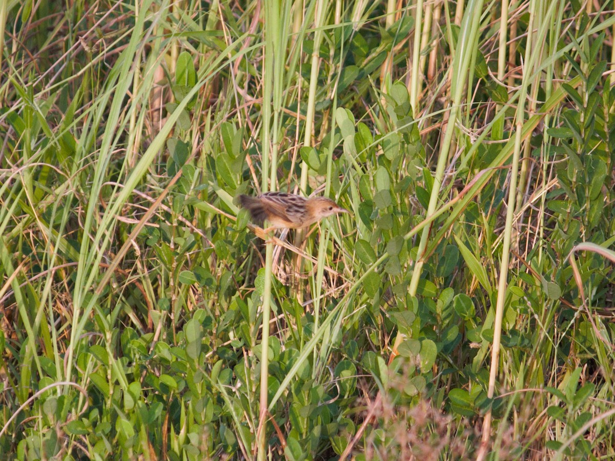 Cistícola Cabecidorado - ML650424760