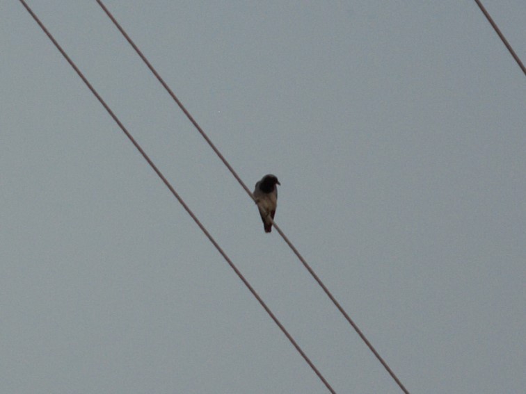 Oruguero Carinegro - ML650424868