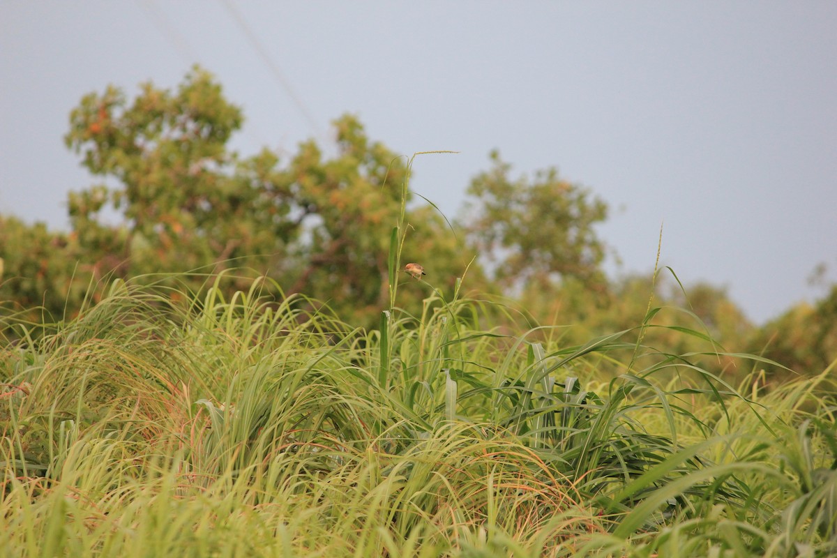 Cistícola Cabecidorado - ML650424983