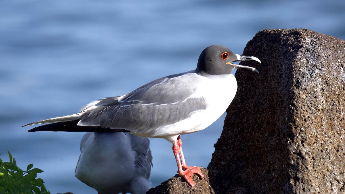 Swallow-tailed Gull - ML650425167