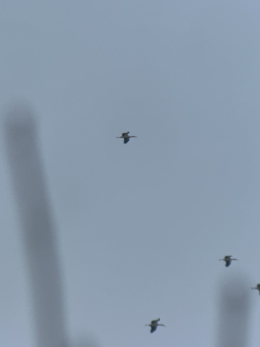 svartnebbstork - ML650425211