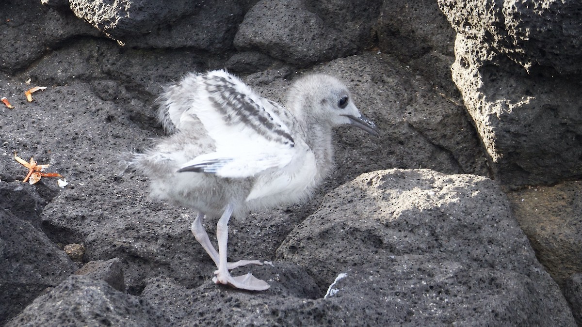 Swallow-tailed Gull - ML650425235