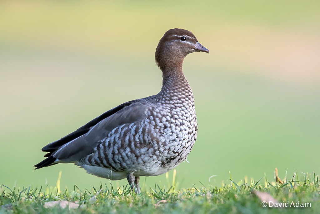 Maned Duck - ML65042541