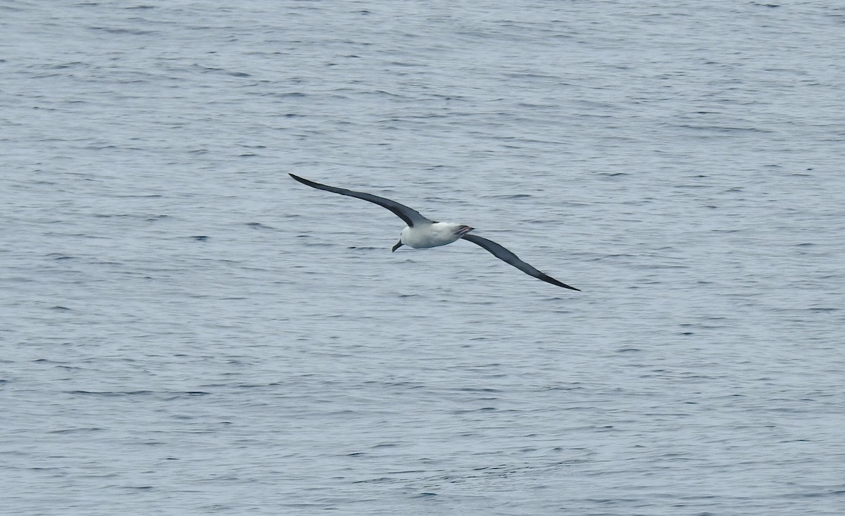 Albatros à nez jaune - ML650425496