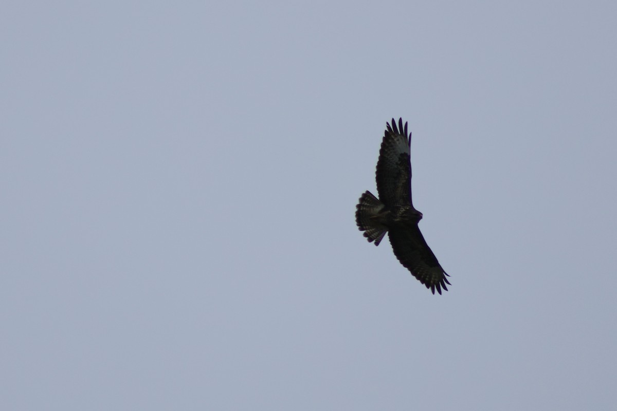 musvåk (rothschildi) - ML650425614