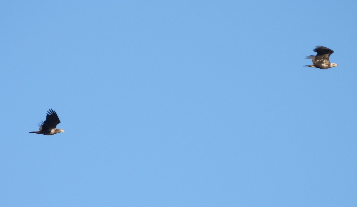 Itsas arrano buruzuria - ML650425899