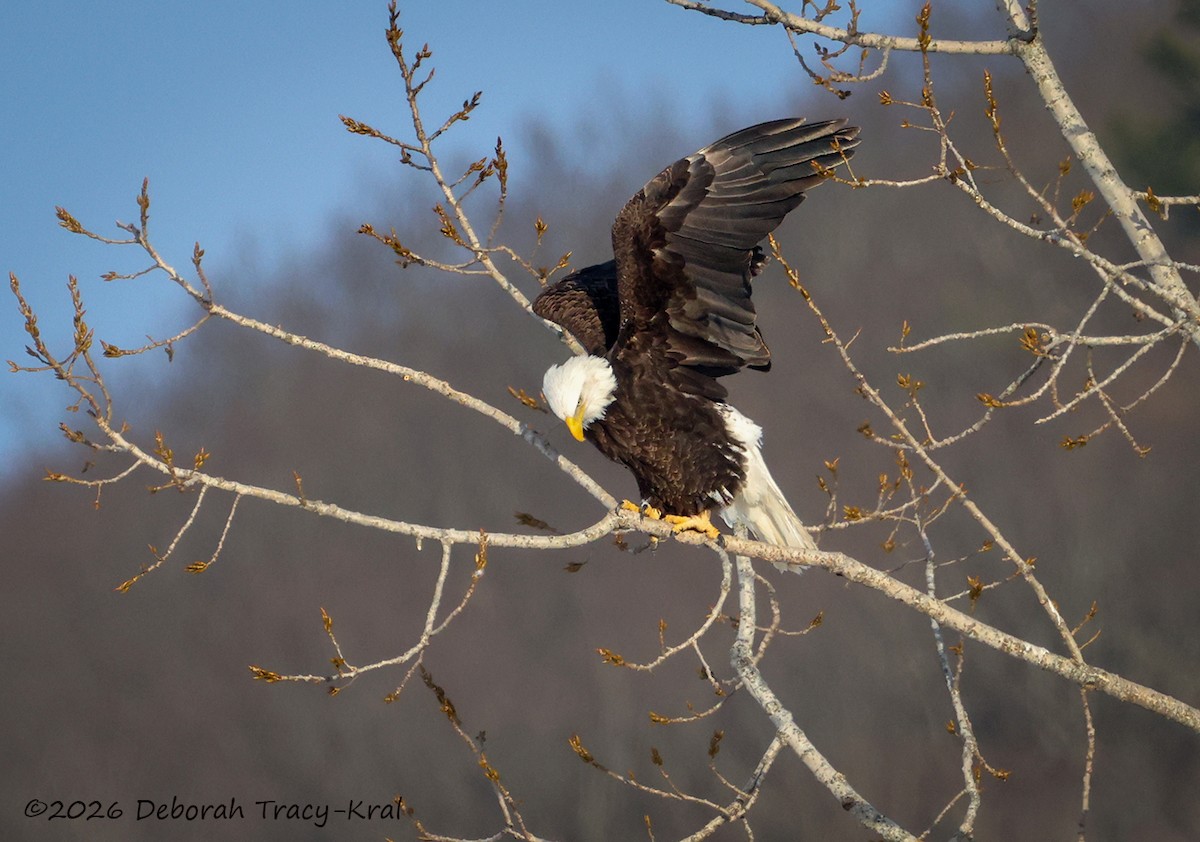 Itsas arrano buruzuria - ML650426135