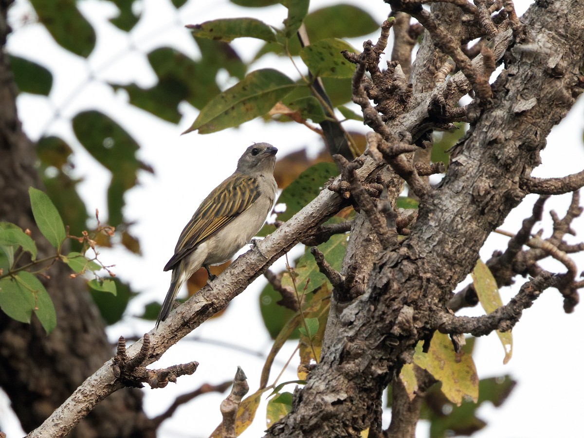 Lesser Honeyguide (Lesser) - ML650426141