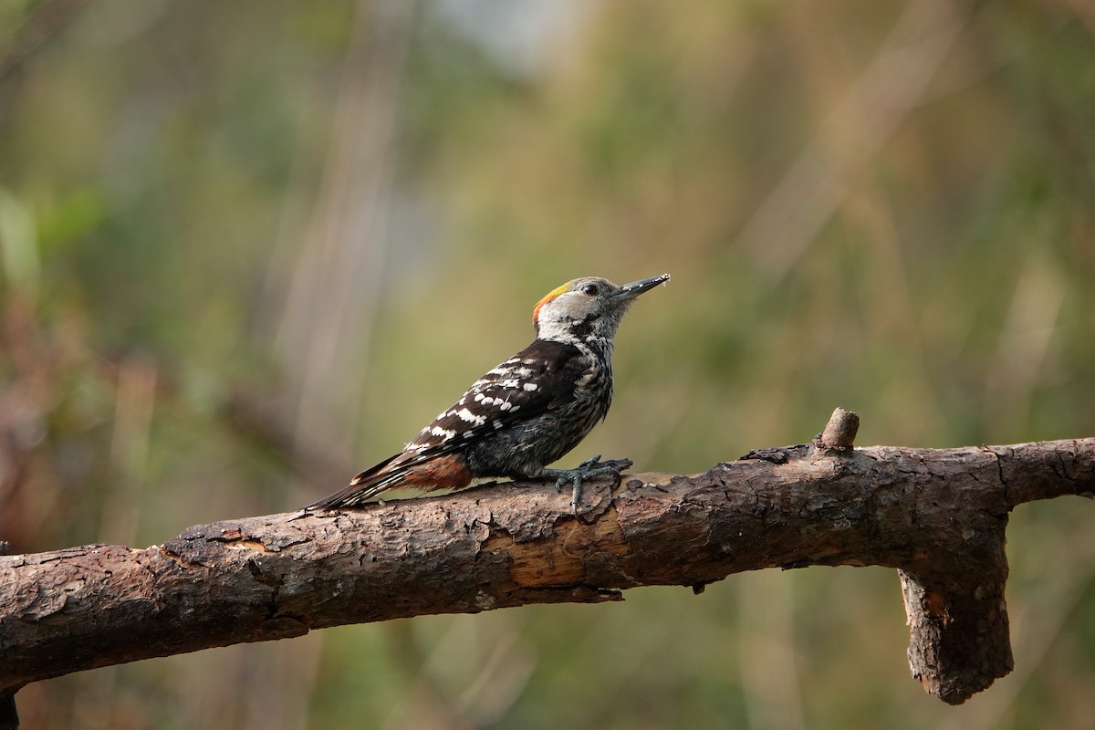 Brown-fronted Woodpecker - ML650426413