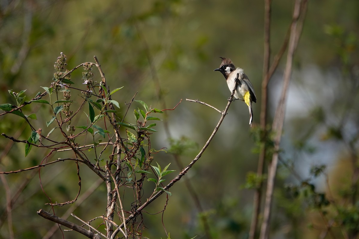 Himalayan Bulbul - ML650426427