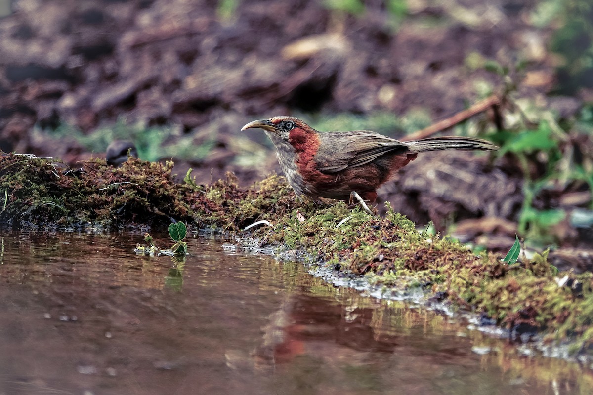 Rusty-cheeked Scimitar-Babbler - ML650426440