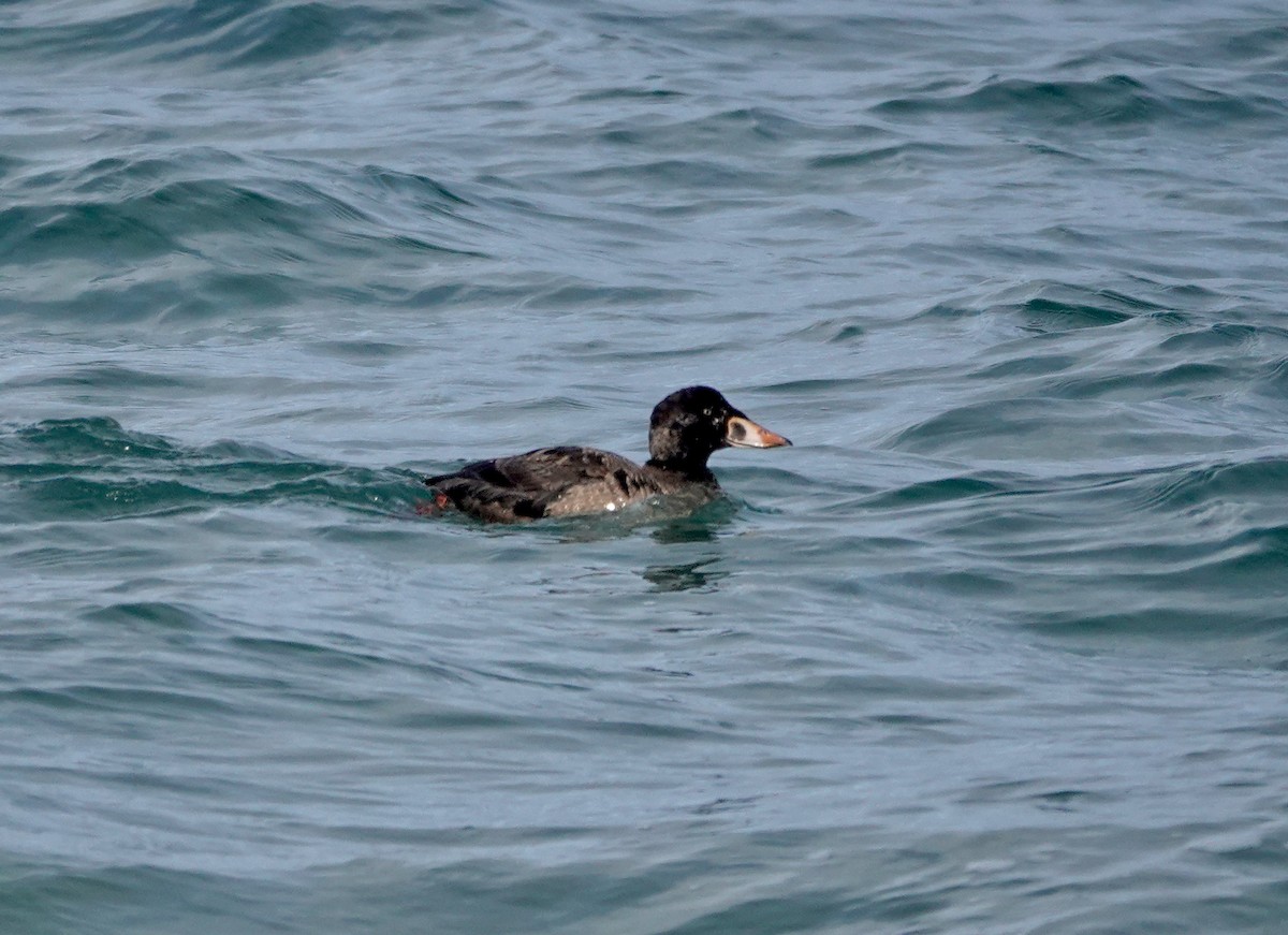 Negrón Careto - ML650426571