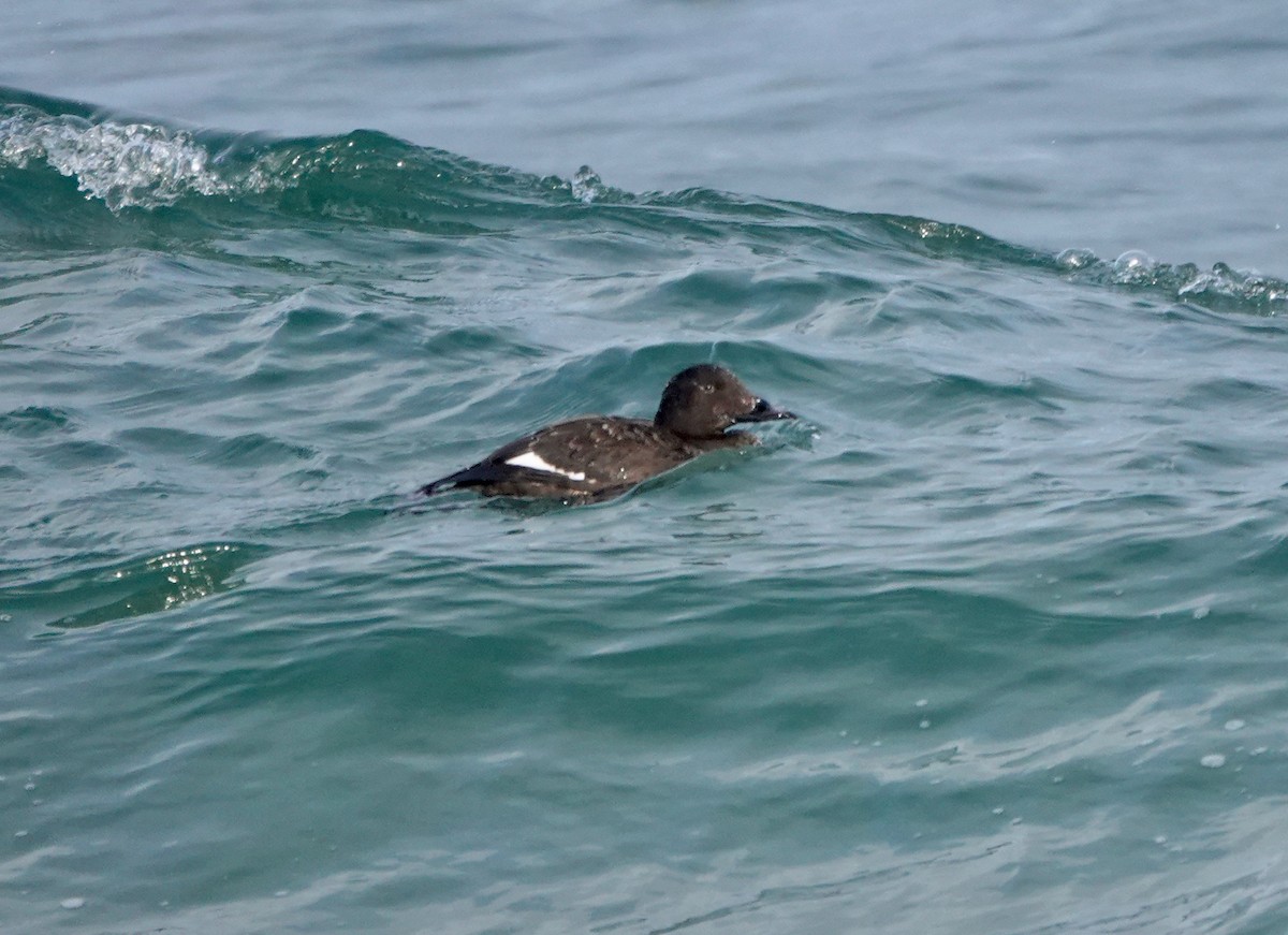 Negrón Aliblanco - ML650426586